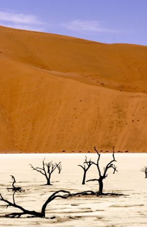 Namibian Vlei an Open Space in the Desert  